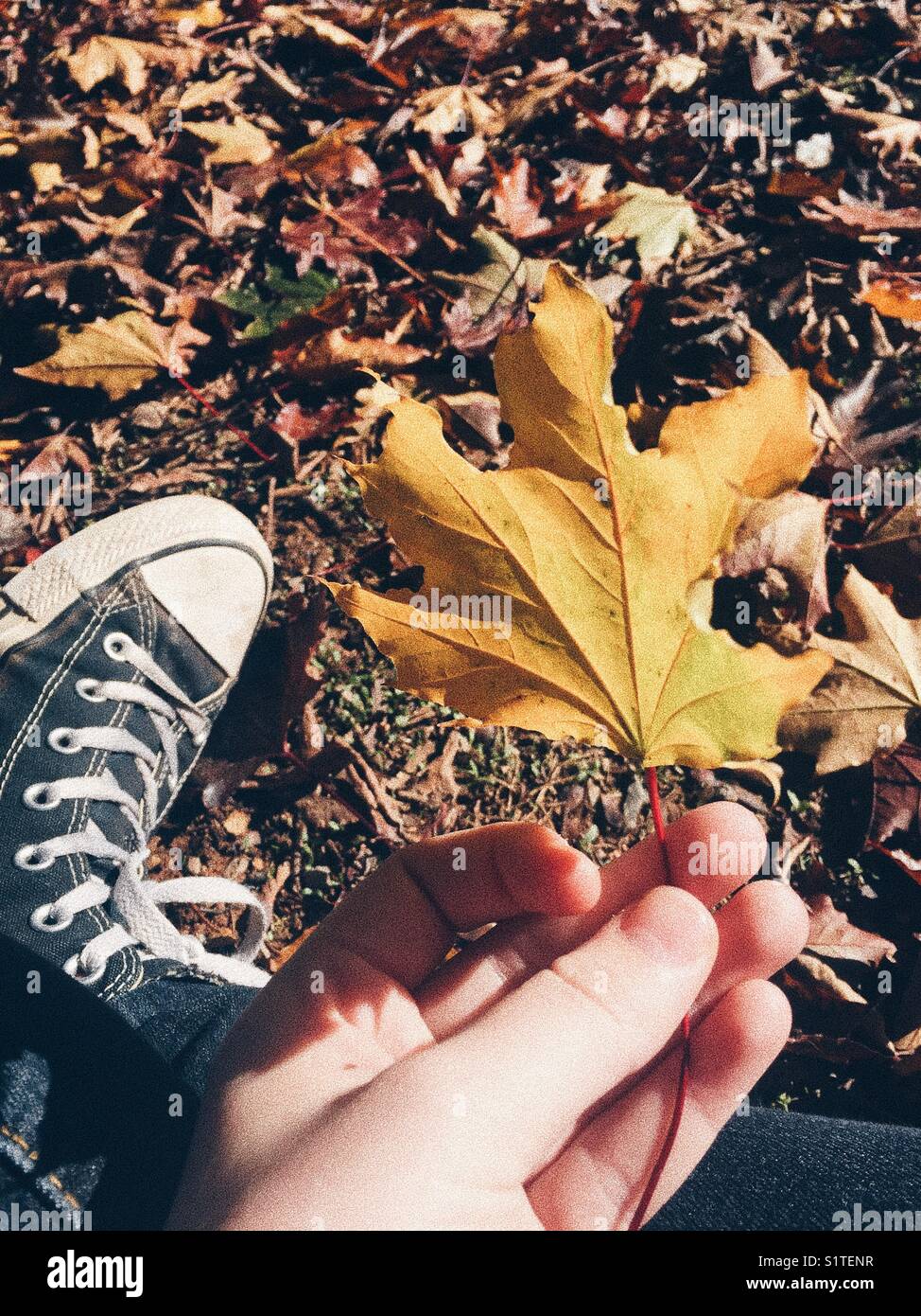 Hand holding leaf Stock Photo Alamy