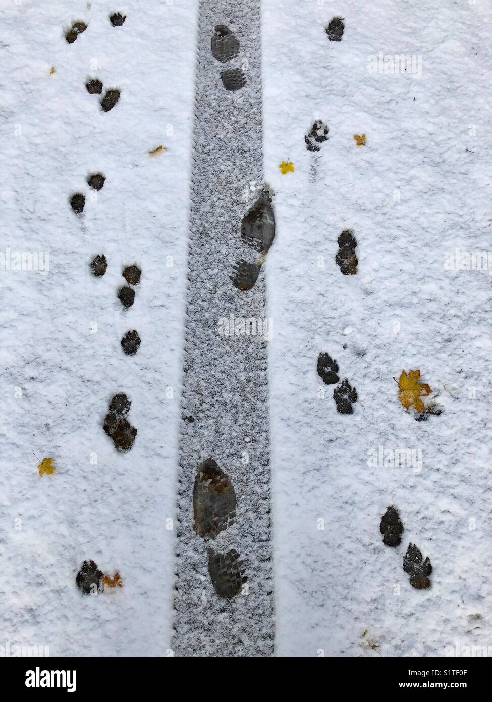 Prints in light snow - human, dog and tyre track Stock Photo