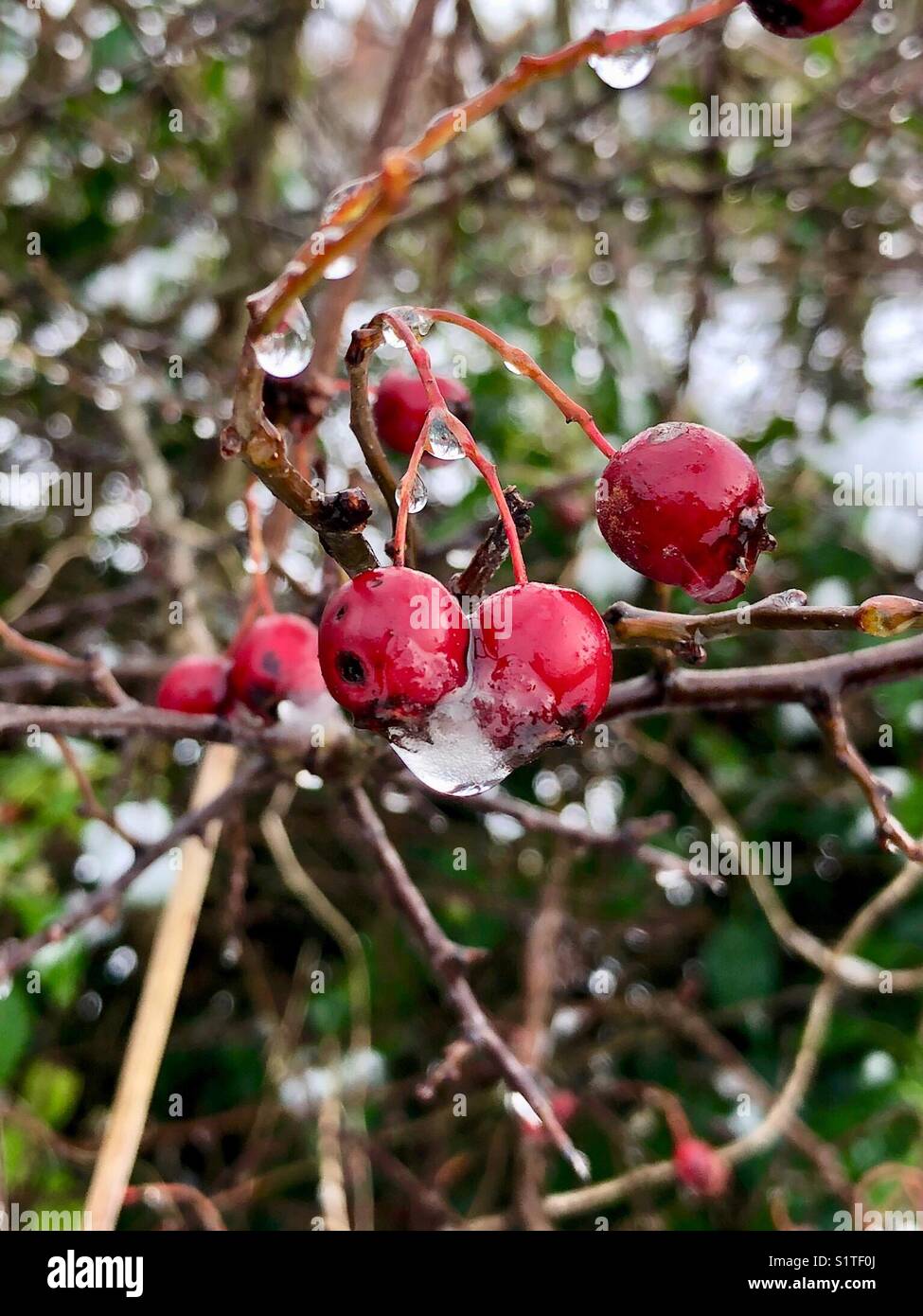 Melting snow on red hawthorn seeds Stock Photo