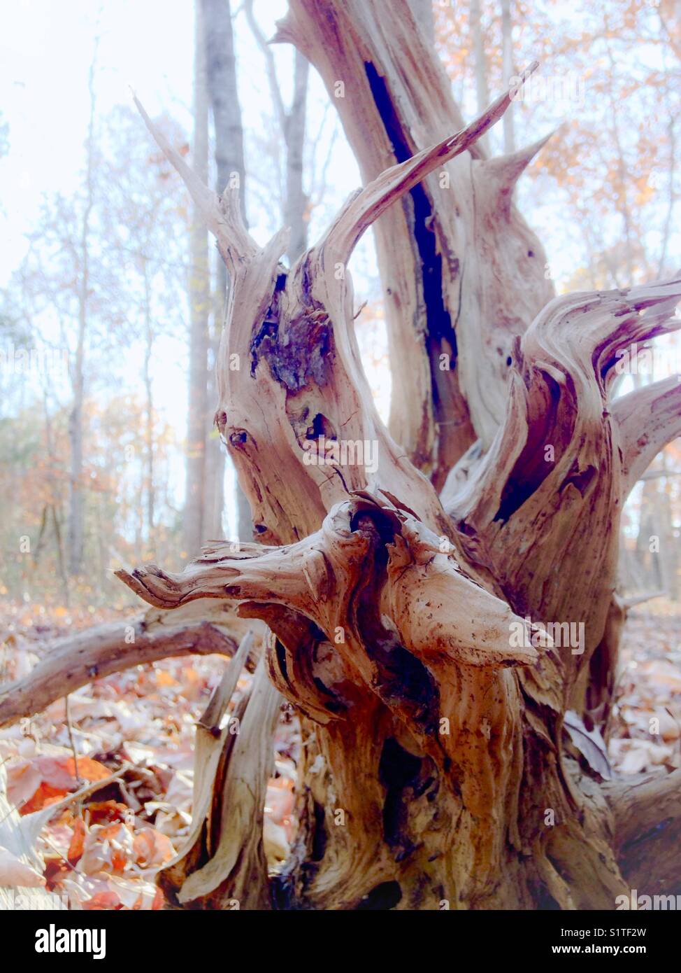 Earthy toned tree stump in autumn woods, North Carolina - Smartphone Captured Stock Image