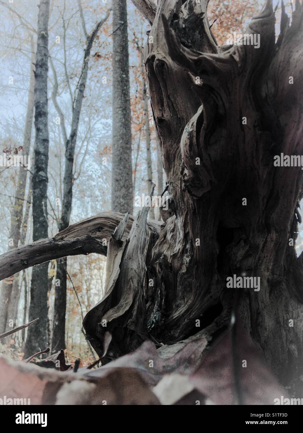 Tree roots against November evening sun - Smartphone Captured Stock Image