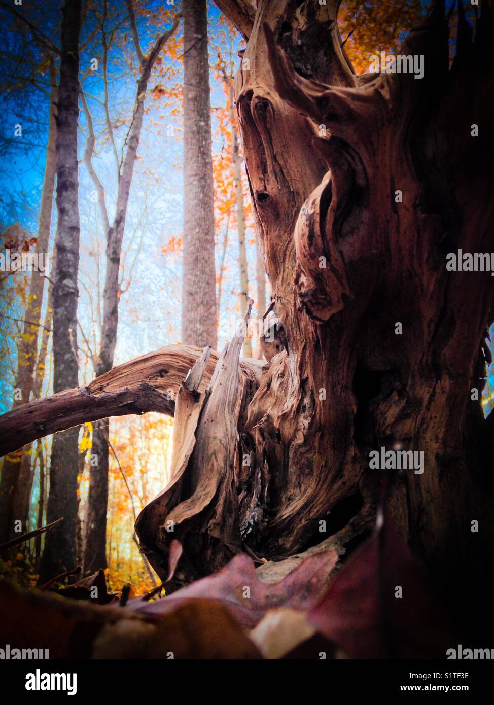 Textured tree roots in North Carolina woods - Smartphone Captured Stock Image