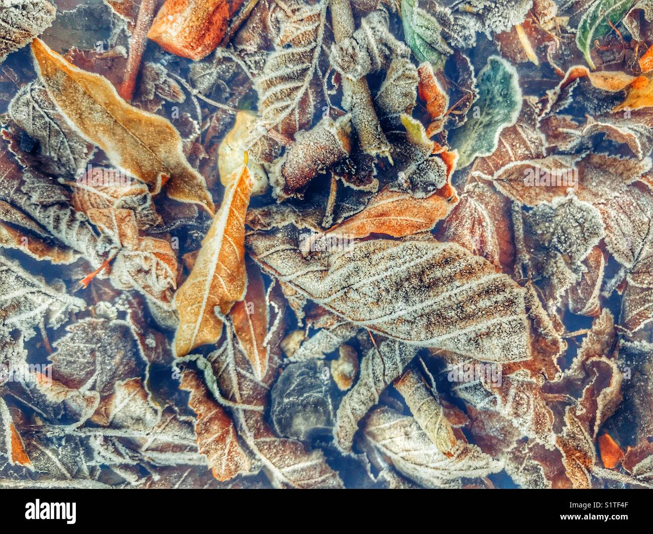 Frost on fallen leaves in sub-zero temperatures, full frame, close-up Stock Photo