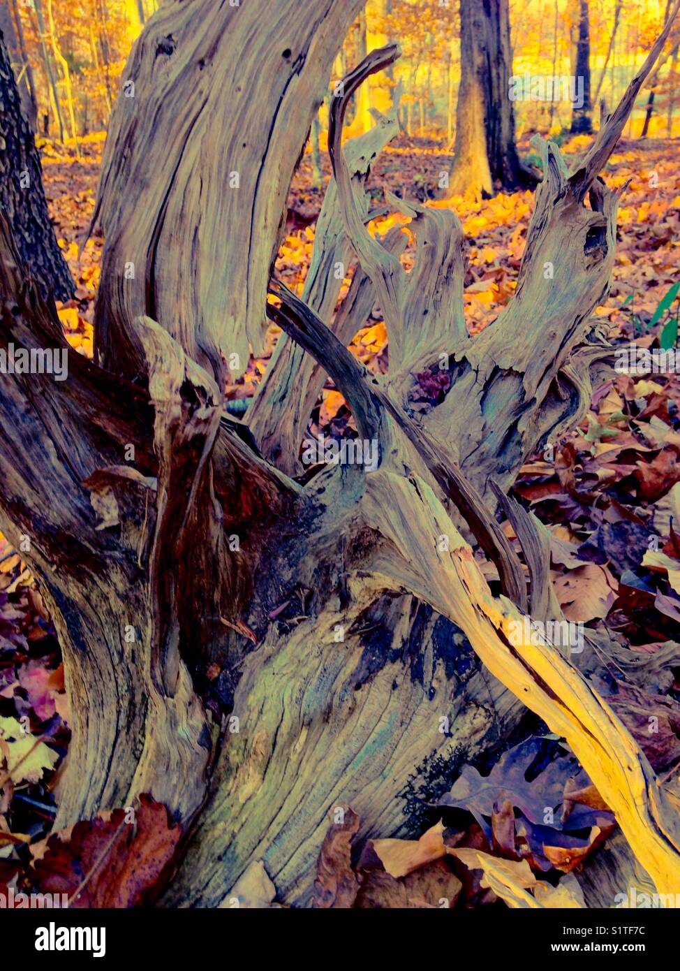 Tree root resembling grisly crested bird - Smartphone Captured Stock Image