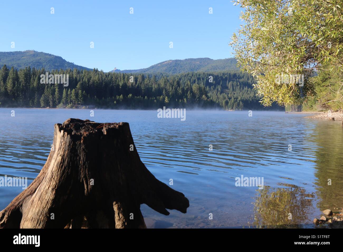 Tree stump on the lake Stock Photo Alamy