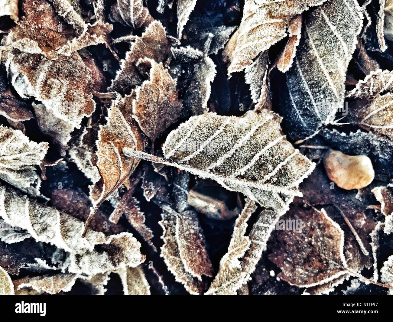 Frost on fallen leaves in sub-zero temperatures, full frame, close-up - Smartphone Captured Stock Image