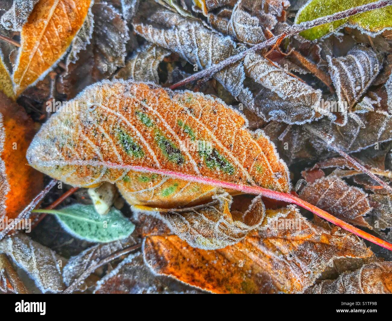 Frost on fallen leaves in sub-zero temperatures, full frame, close-up - Smartphone Captured Stock Image