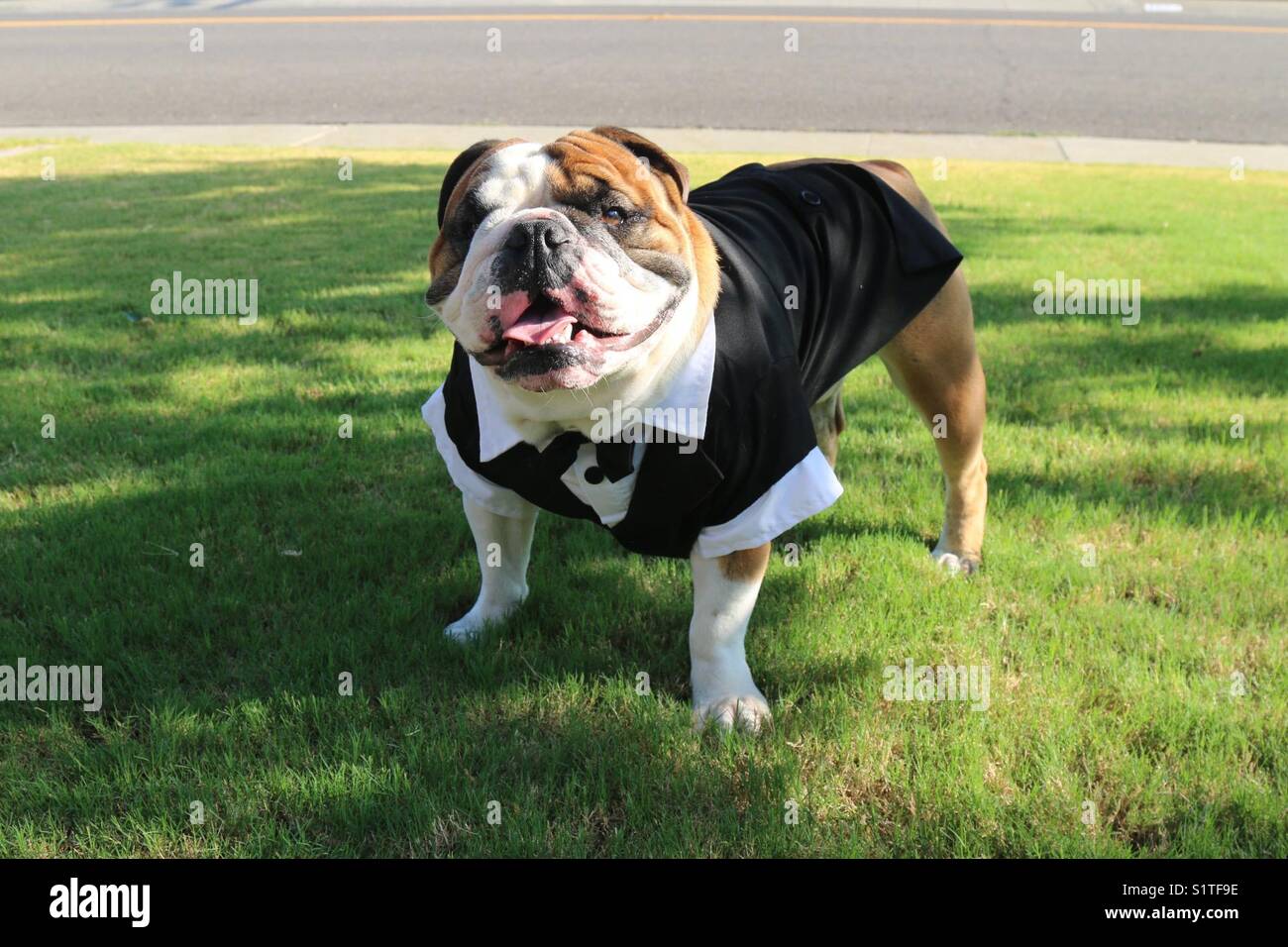 English bulldog wearing a Tuxedo Stock Photo Alamy