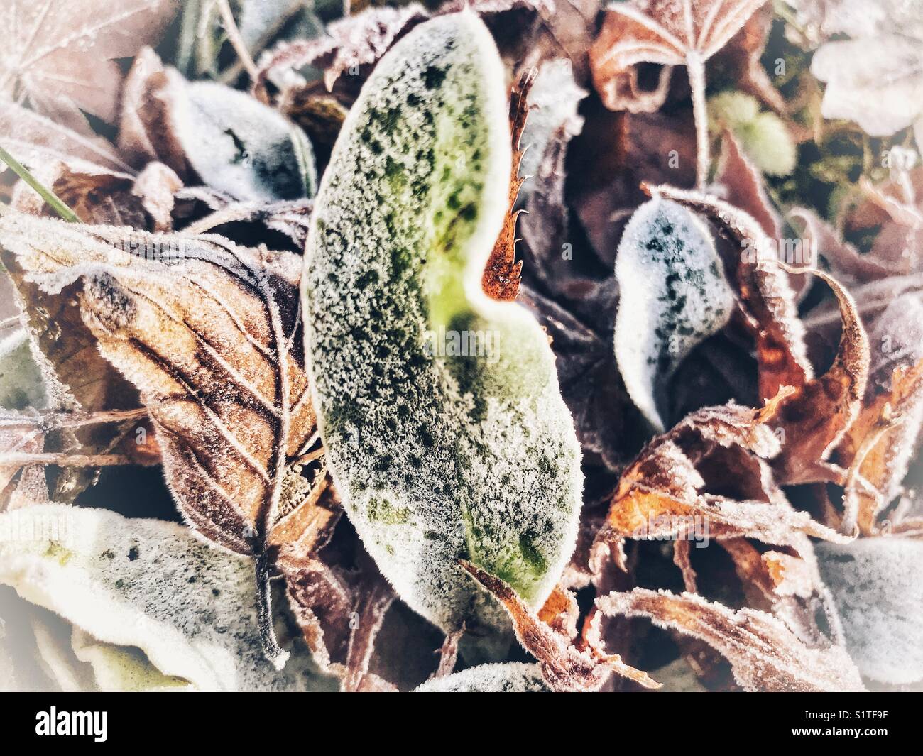 Frost on fallen leaves in sub-zero temperatures, full frame, close-up - Smartphone Captured Stock Image