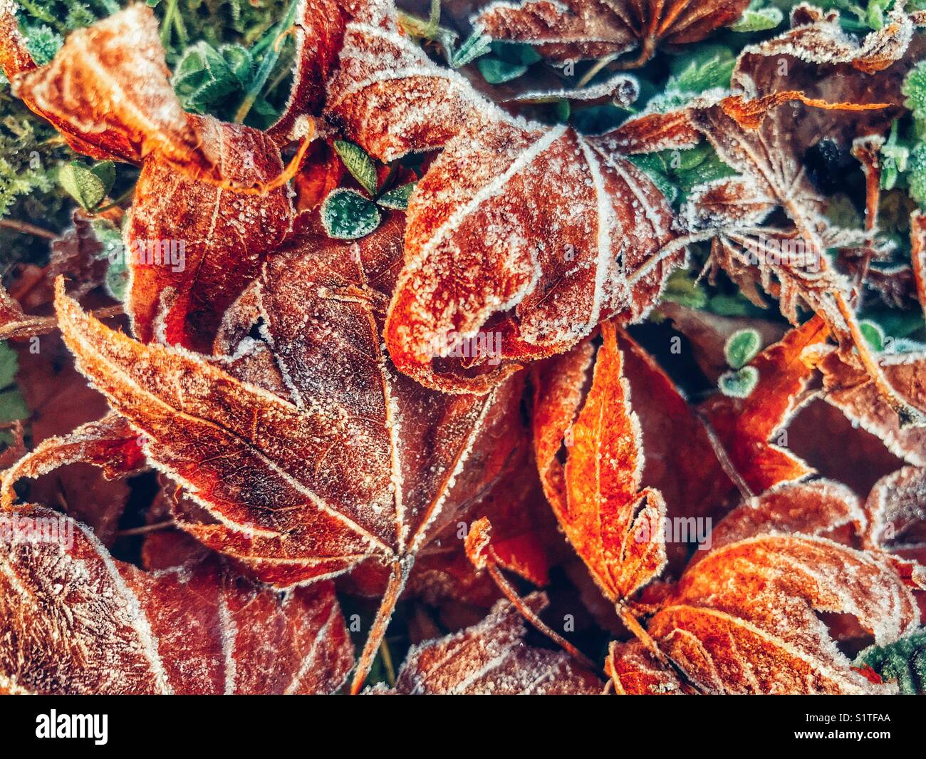 Frost on fallen leaves in sub-zero temperatures, full frame, close-up - Smartphone Captured Stock Image