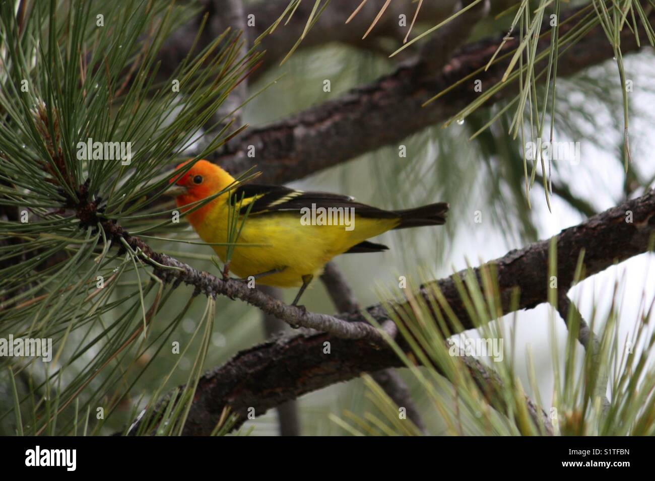Bird in tree Stock Photo Alamy