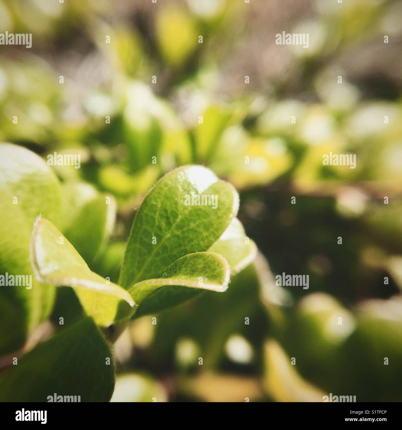Close up shot of tiny green leaves in natural light. Shot on an iPhone 6s with macro lens attachment. Square crop. - Smartphone Captured Stock Image