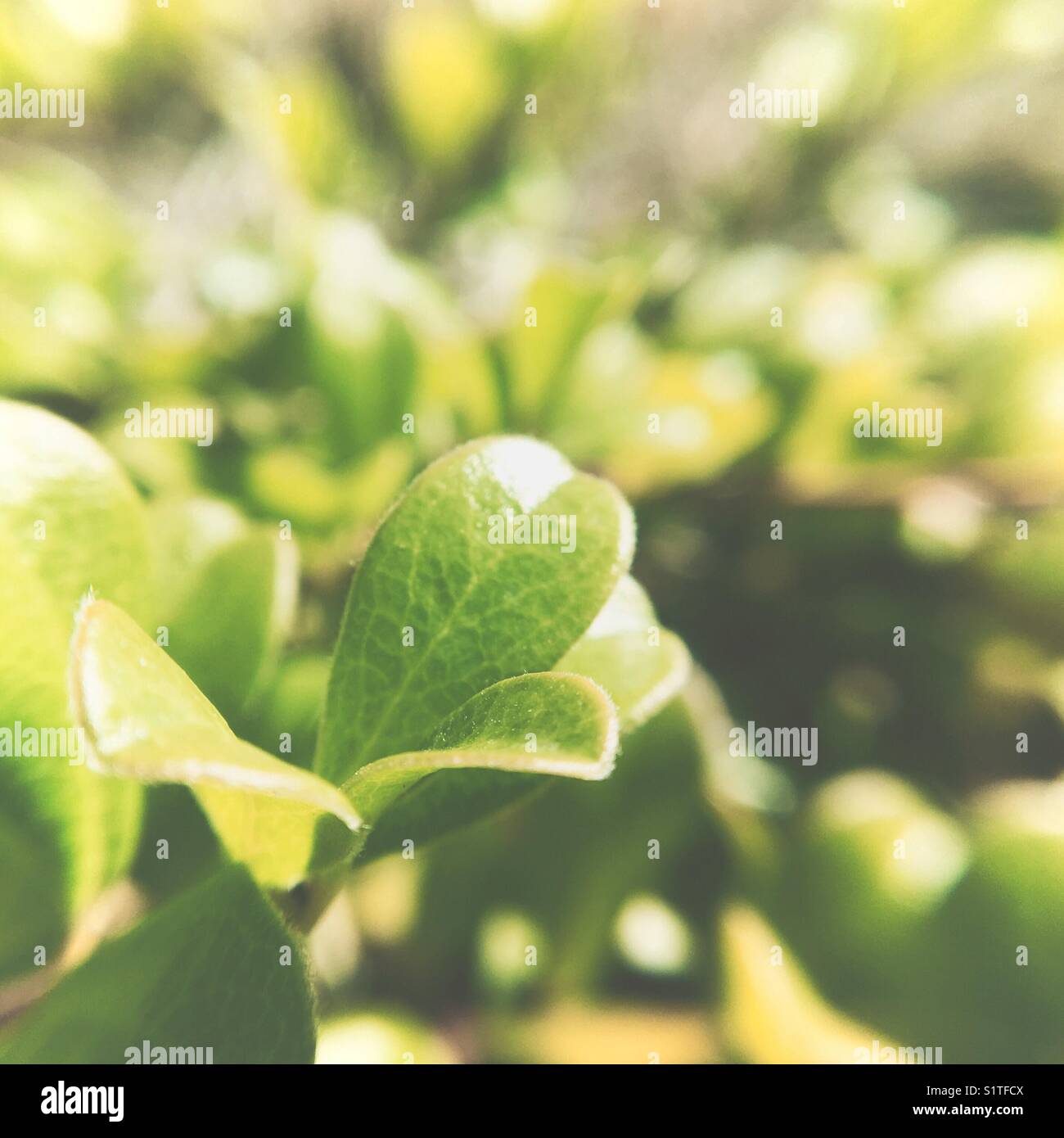 Bright green small leaves photographed with macro lens attachment. Square crop. Natural light. - Smartphone Captured Stock Image