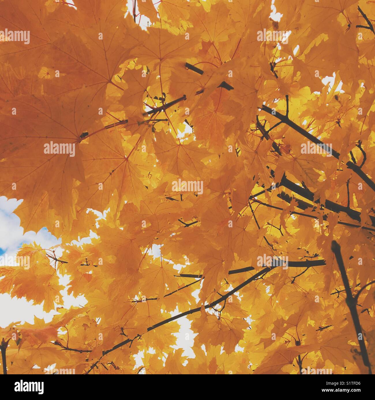 Looking up at bright yellow leaves. Square crop. - Smartphone Captured Stock Image