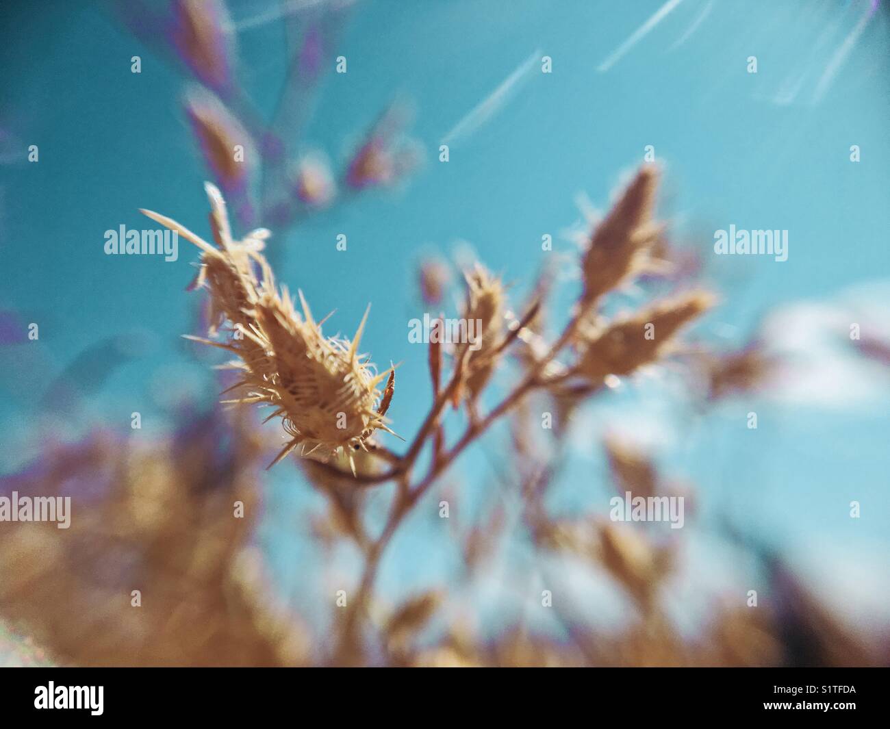 Close up of a dried up plant in early autumn with blue sky in the background. Shot with macro lens attachment on an iPhone 6s. Natural light. - Smartphone Captured Stock Image