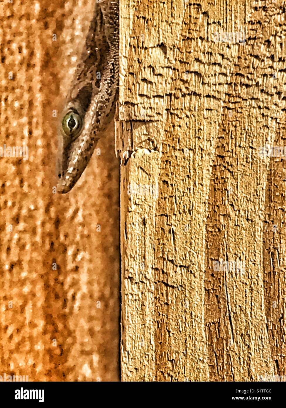A small brown lizard rests incognito on a wooden fence, Anolis carolinensis - Smartphone Captured Stock Image