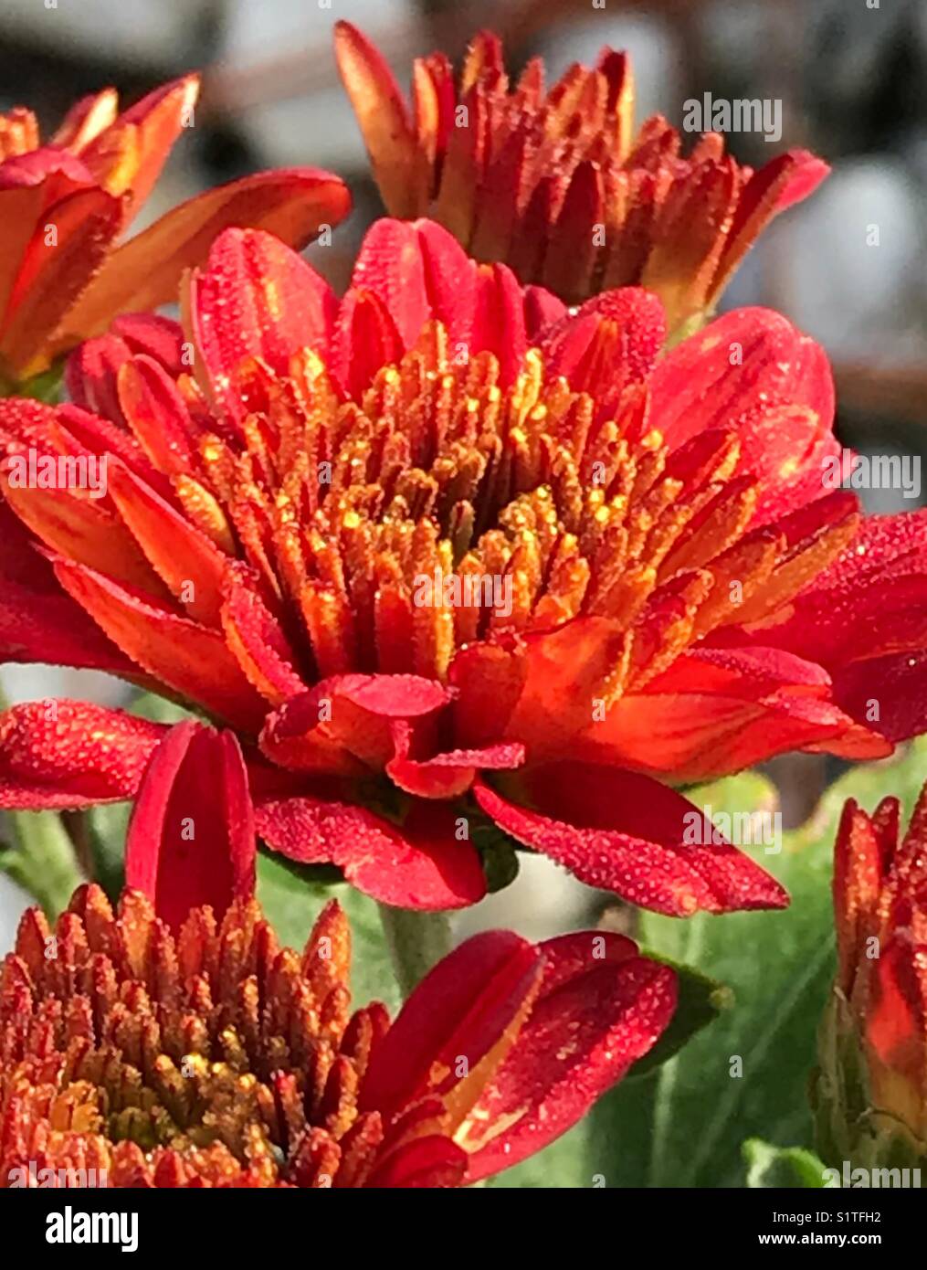 Red mums blooming in warm sunlight Stock Photo Alamy