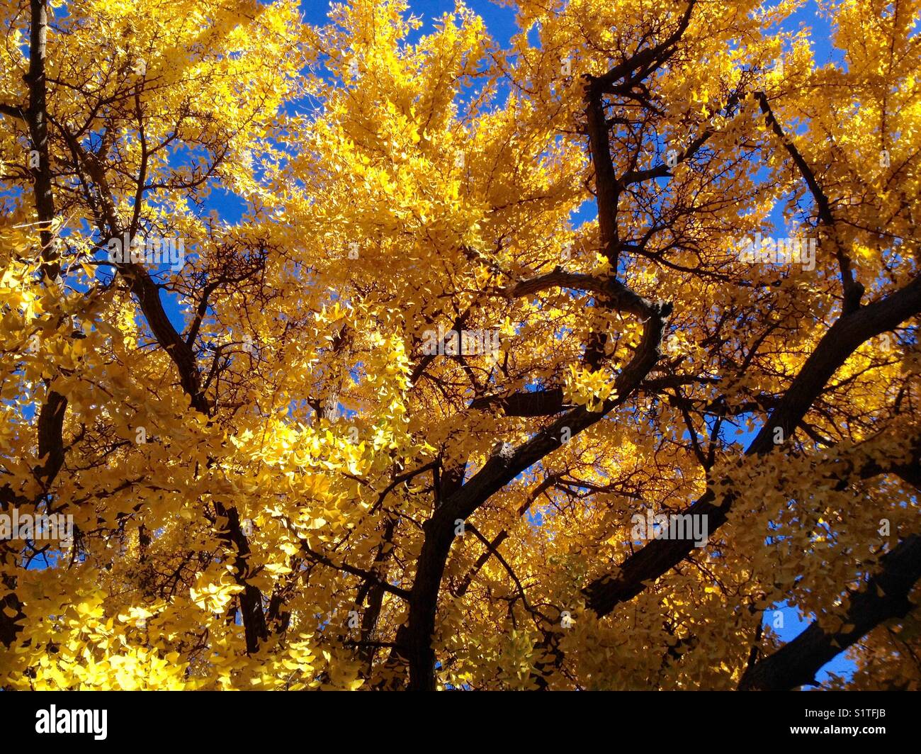 Magnificent Ginkgo Biloba in Autumn - Smartphone Captured Stock Image