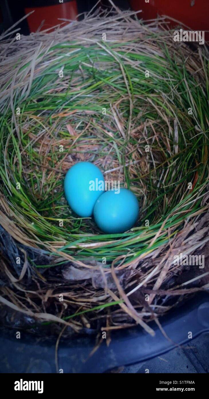 Two blue bird eggs in a nest Stock Photo Alamy