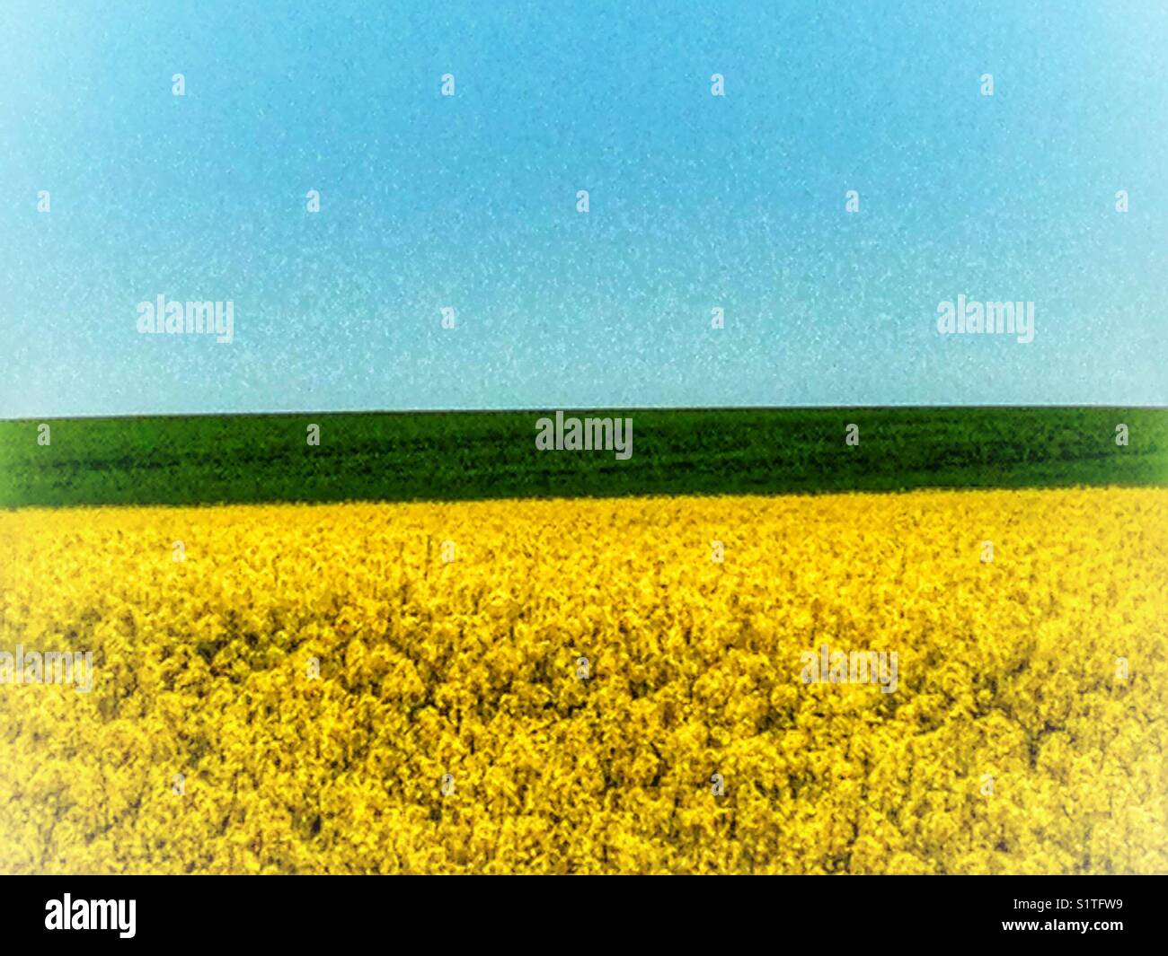 Field of yellow flowering Rapeseed green grass and blue sky forming abstract bands of color Stock Photo