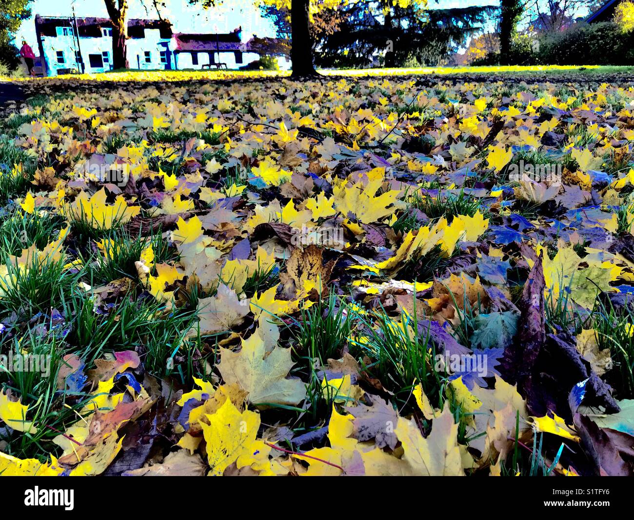 Carpet of leaves hi-res stock photography and images - Alamy