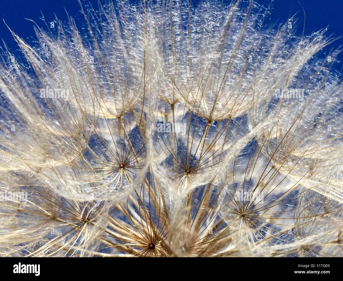 Dandelion - Smartphone Captured Stock Image