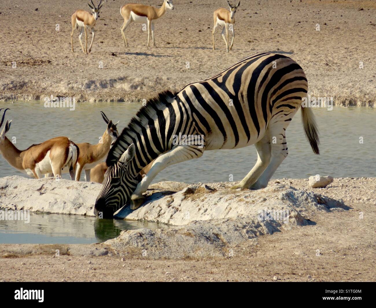 Drinking zebra and springboks Stock Photo