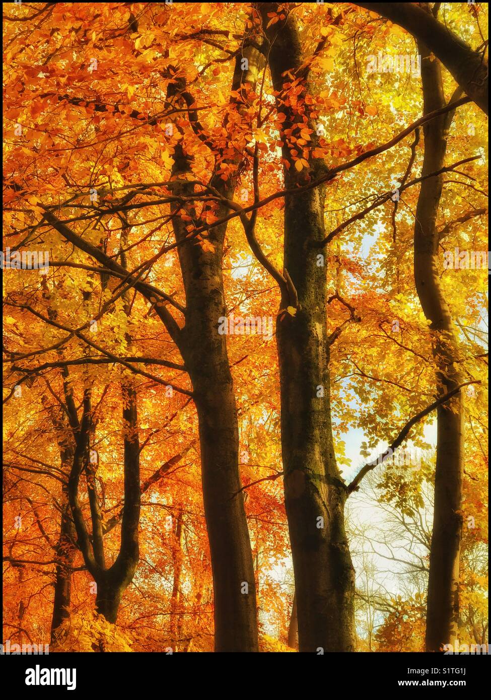 The warm glowing colours of autumn. The days are drawing in, the temperatures are dropping, it will soon be time for the leaves to fall. An image with multiple uses. Photo © COLIN HOSKINS. - Smartphone Captured Stock Image