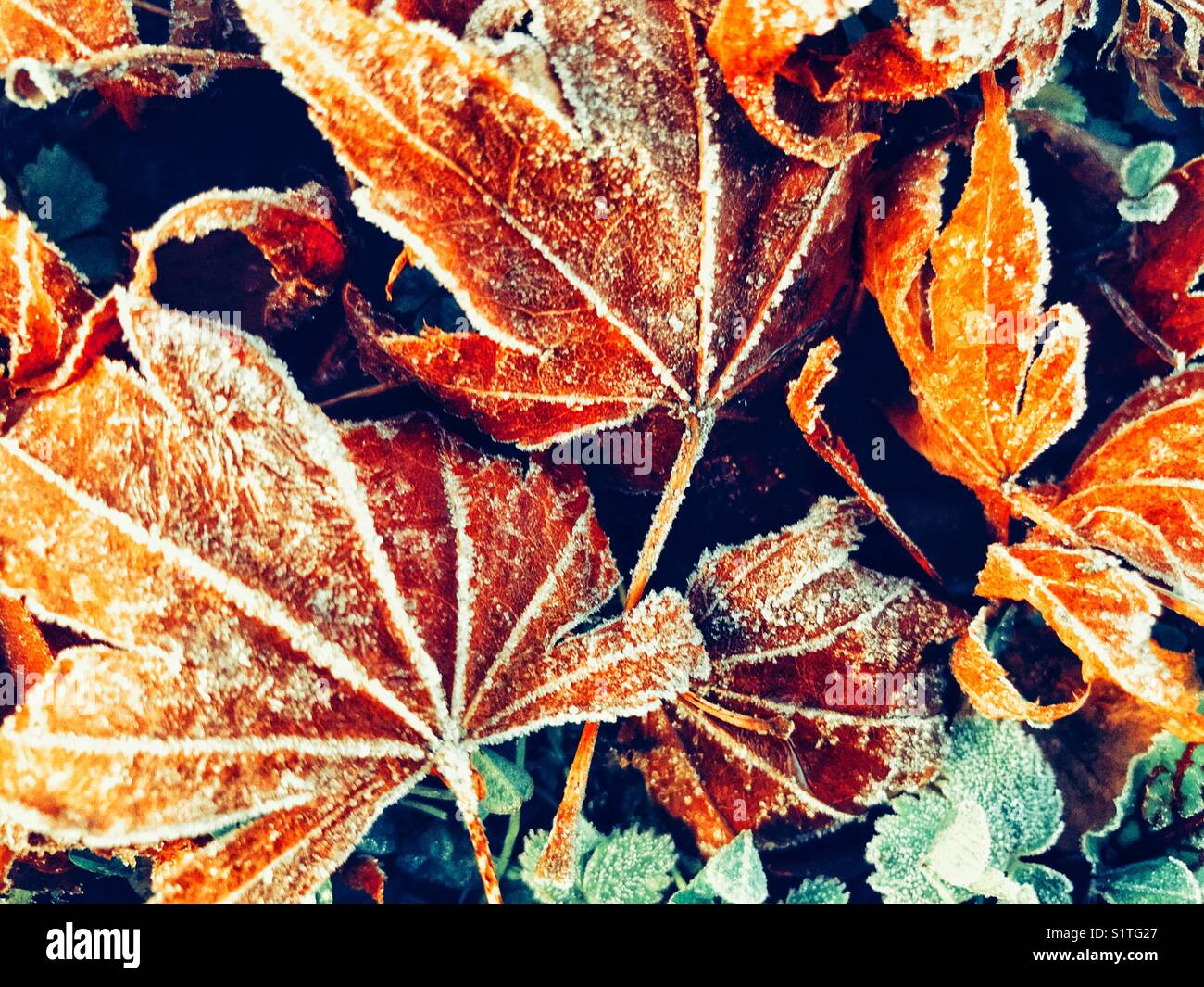 Ground covered with frost hi-res stock photography and images - Alamy