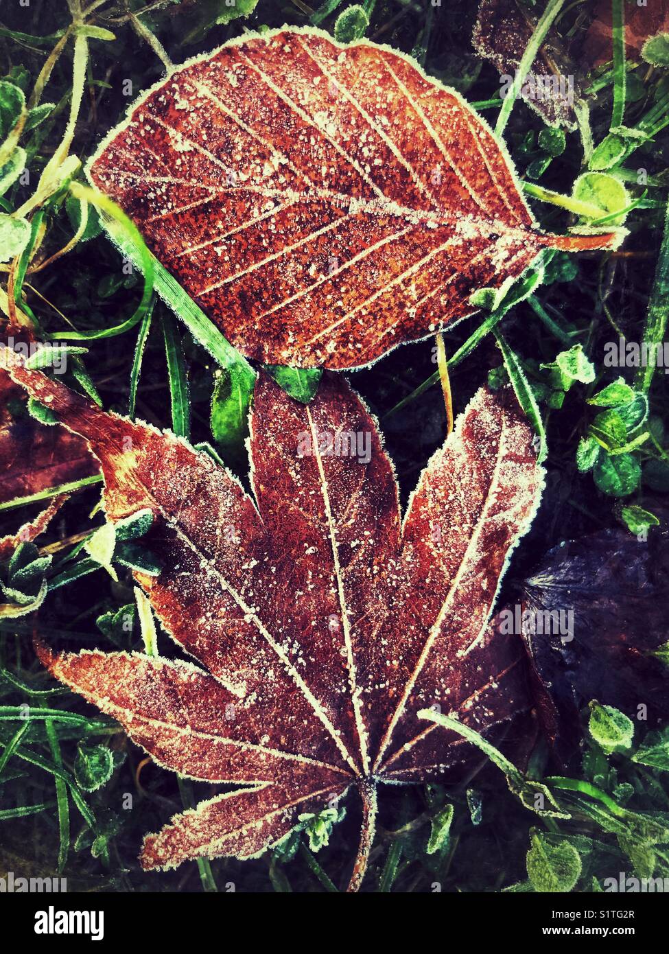 Frosty leaves on the ground, cold winter morning - Smartphone Captured Stock Image