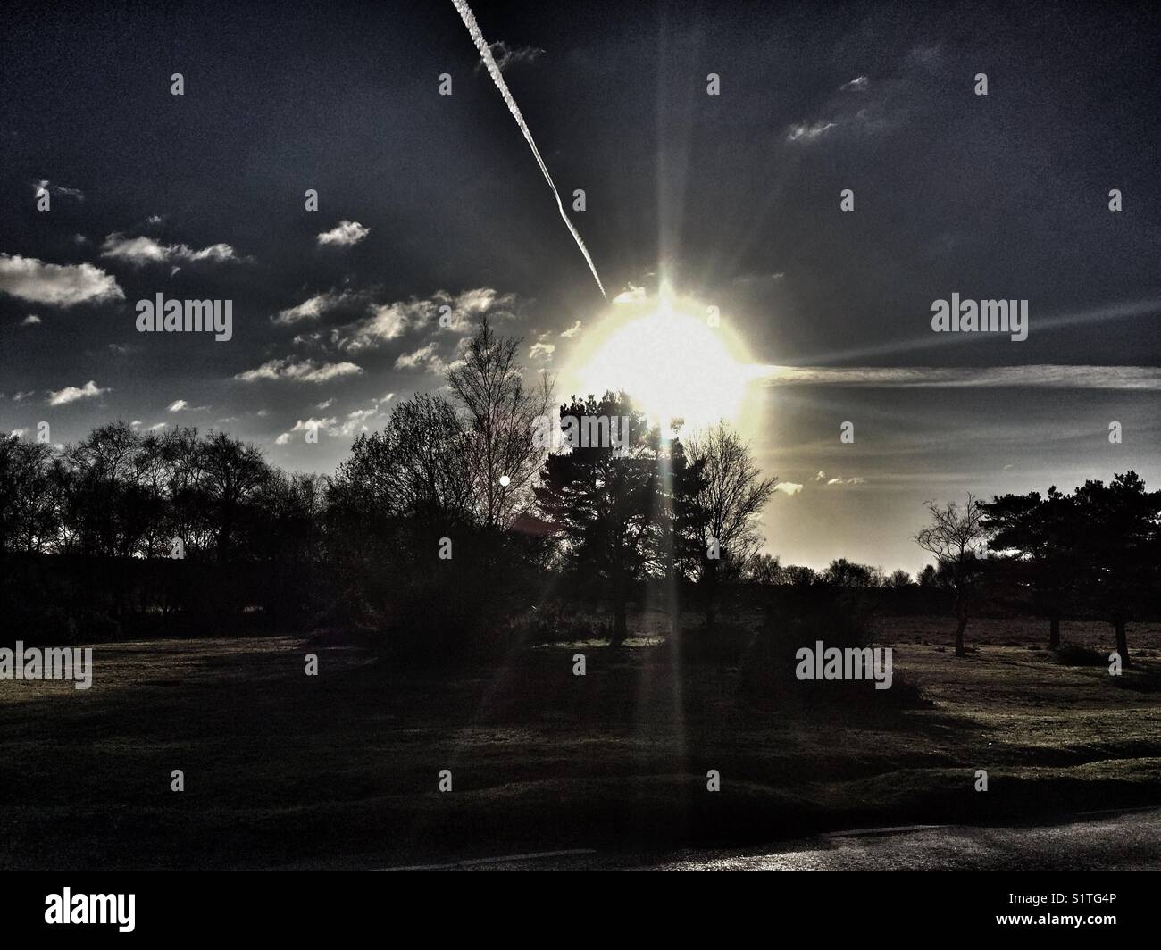 View of trees and sky against sun in New Forest national park,UK - Smartphone Captured Stock Image