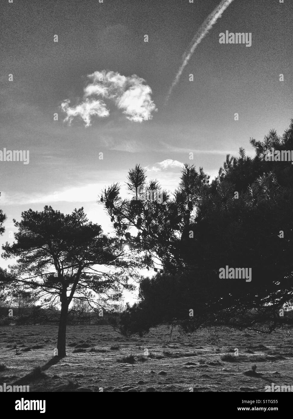 Pine trees against sky in New Forest,national park,UK. - Smartphone Captured Stock Image