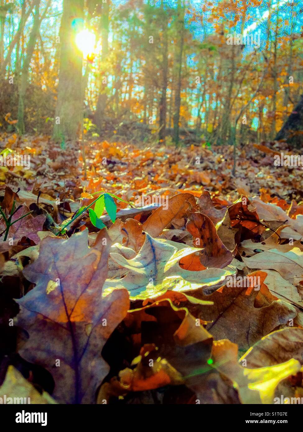Sun dappled leaves in North Carolina woods, autumn Stock Photo - Alamy