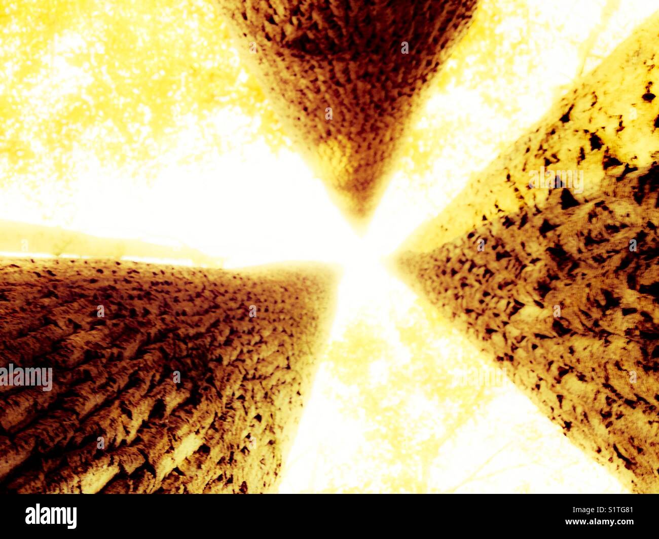 Gazing up three glowing tree trunks - Smartphone Captured Stock Image