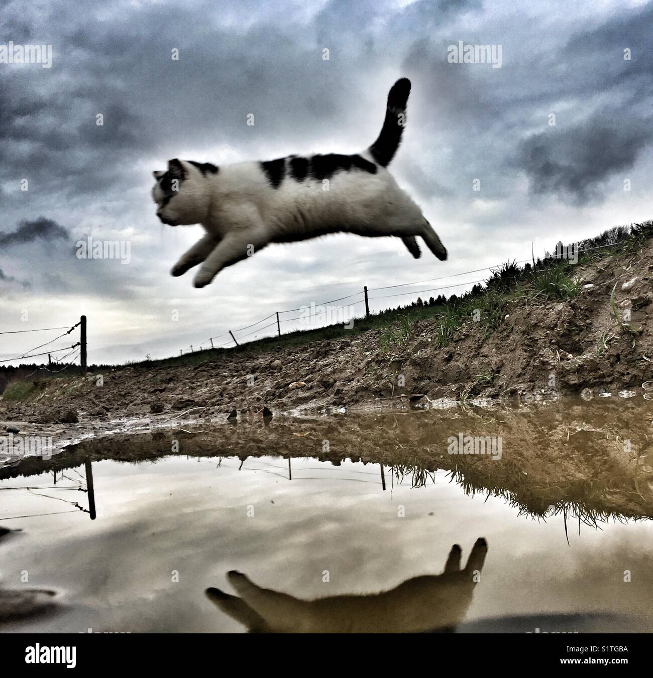 Cat flying hires stock photography and images Alamy