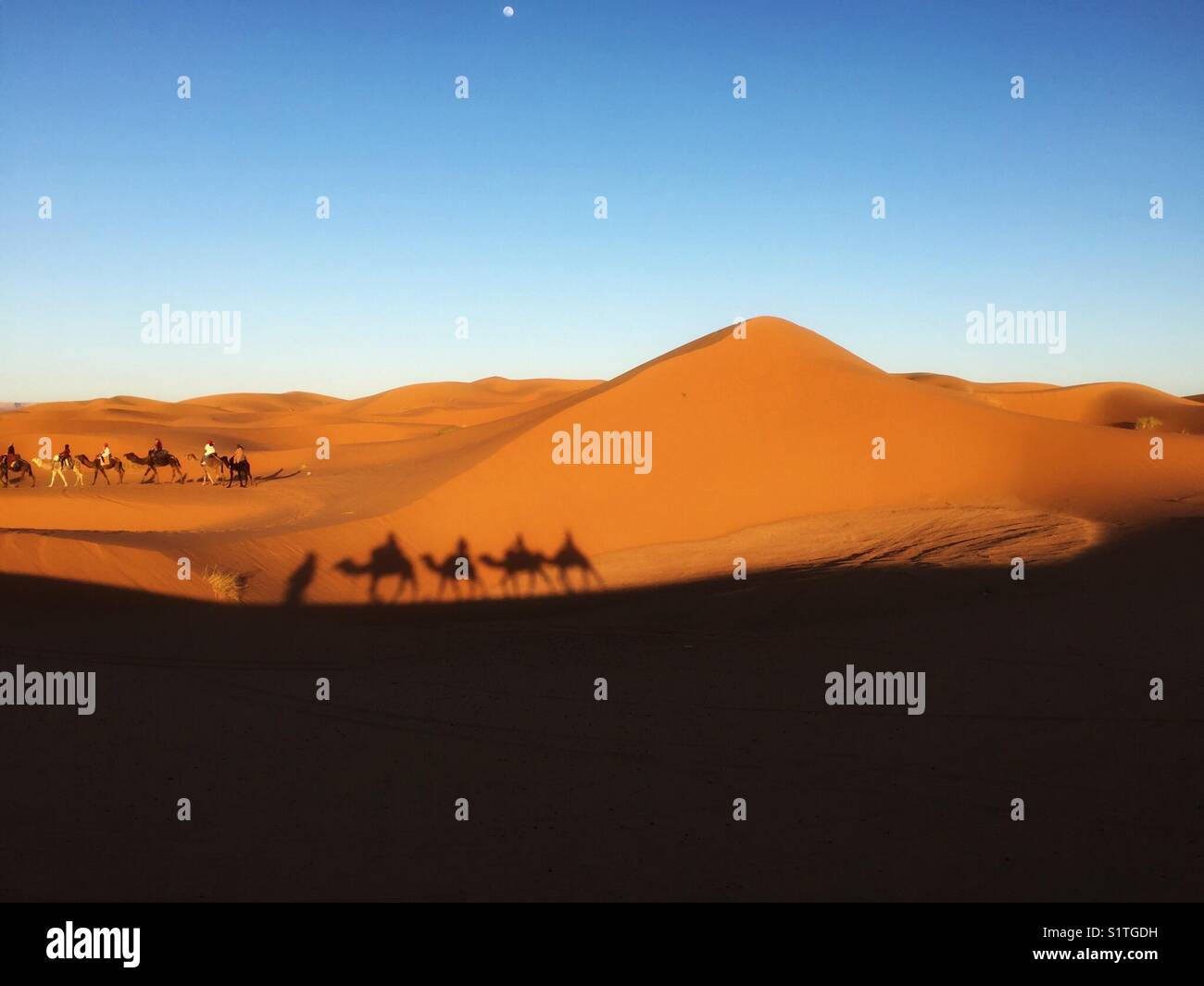 Camel ride silhouettes in Sahara Stock Photo