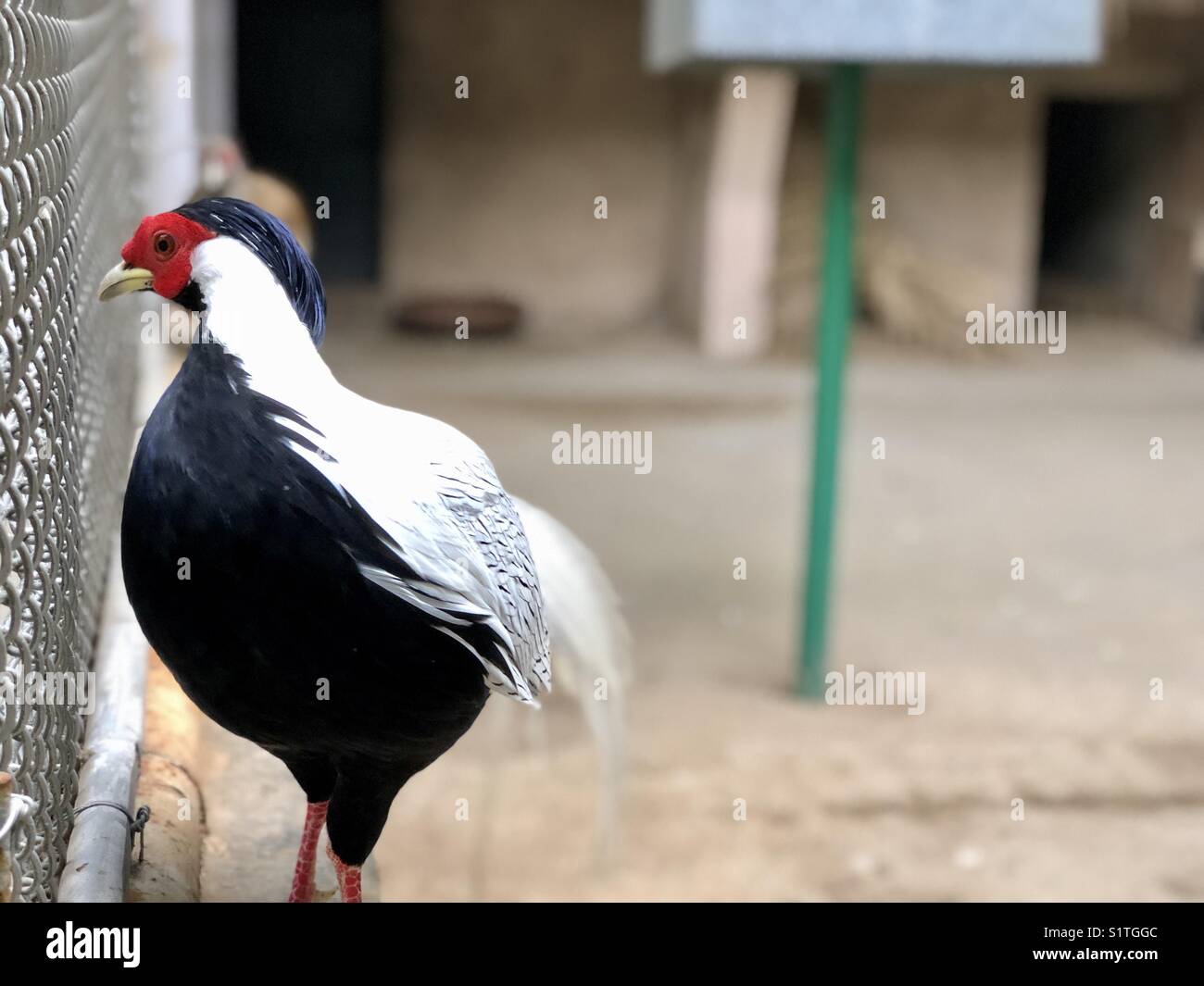 Silver pheasant at Delhi zoo,India Stock Photo