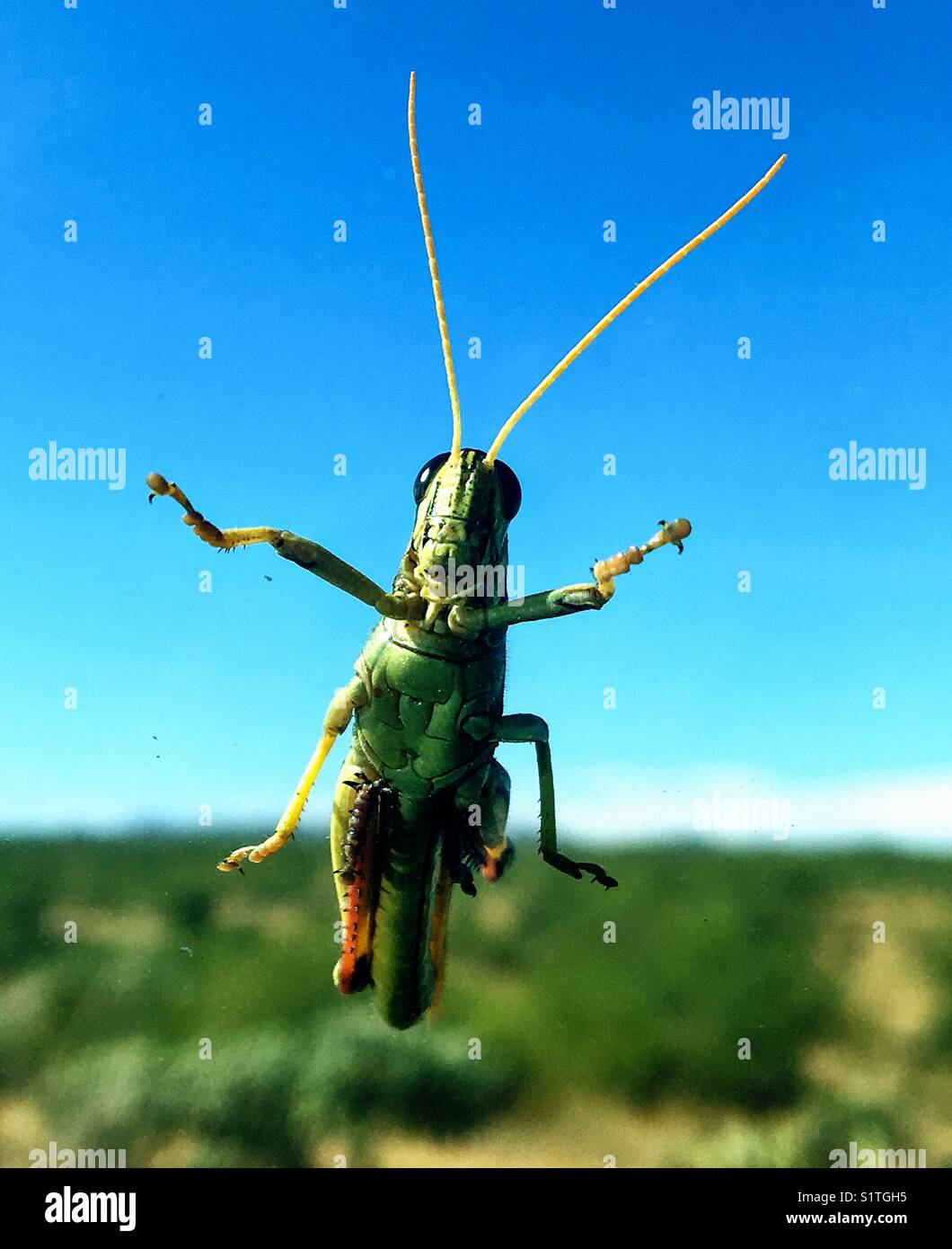 Grasshopper, Sonoran Desert, Catalina, Arizona, USA. - Smartphone Captured Stock Image