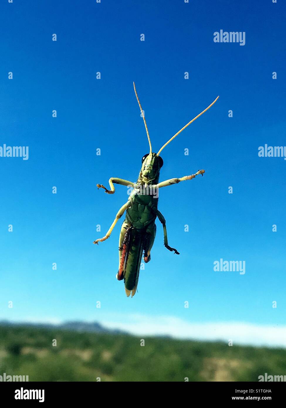 Grasshopper, Sonoran Desert, Catalina, Arizona, USA. - Smartphone Captured Stock Image