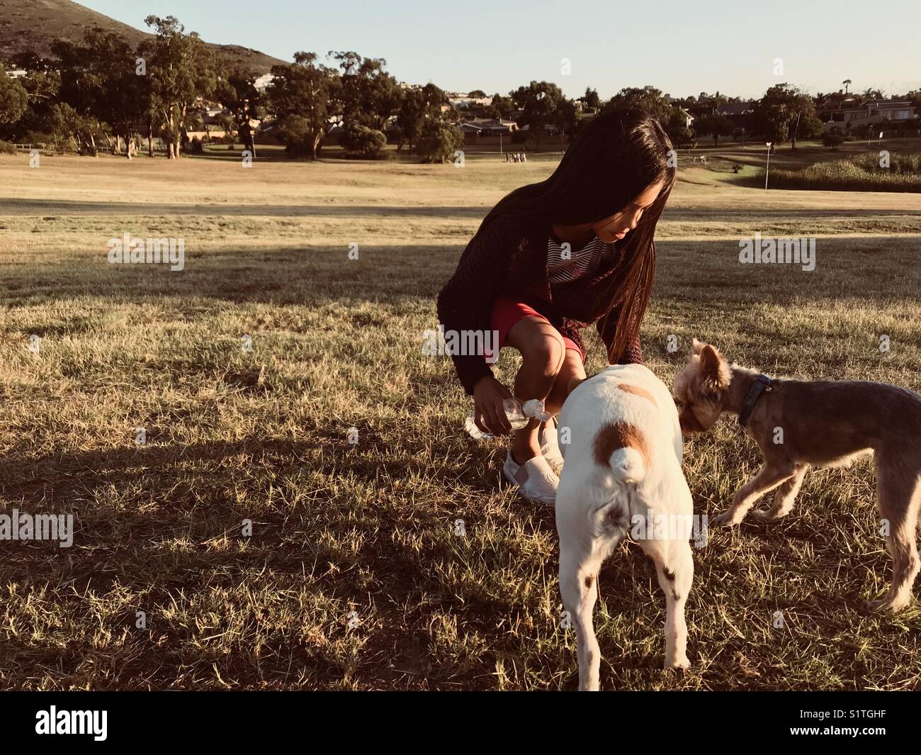 Giving thirsty dogs water Stock Photo Alamy