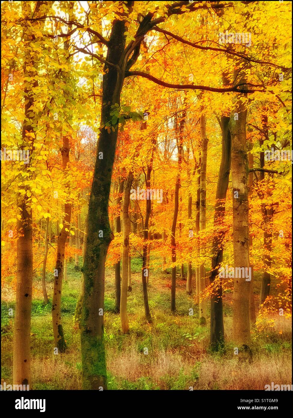 A woodland in Autumn. The Fall colours are at their best. The seasons are changing and winter is on the way. A picture with multiple uses. Photo © COLIN HOSKINS. - Smartphone Captured Stock Image