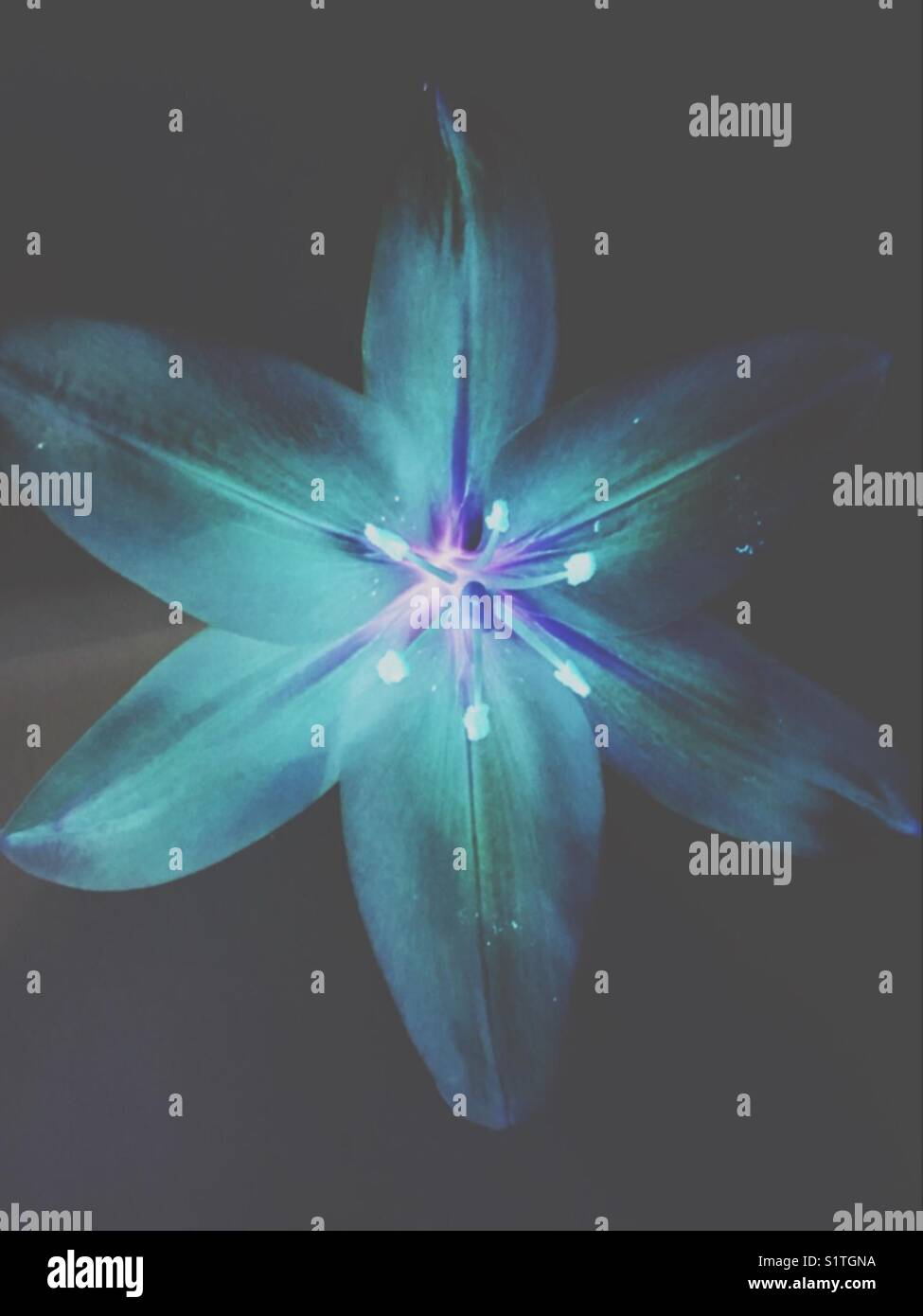 Flowers - Smartphone Captured Stock Image