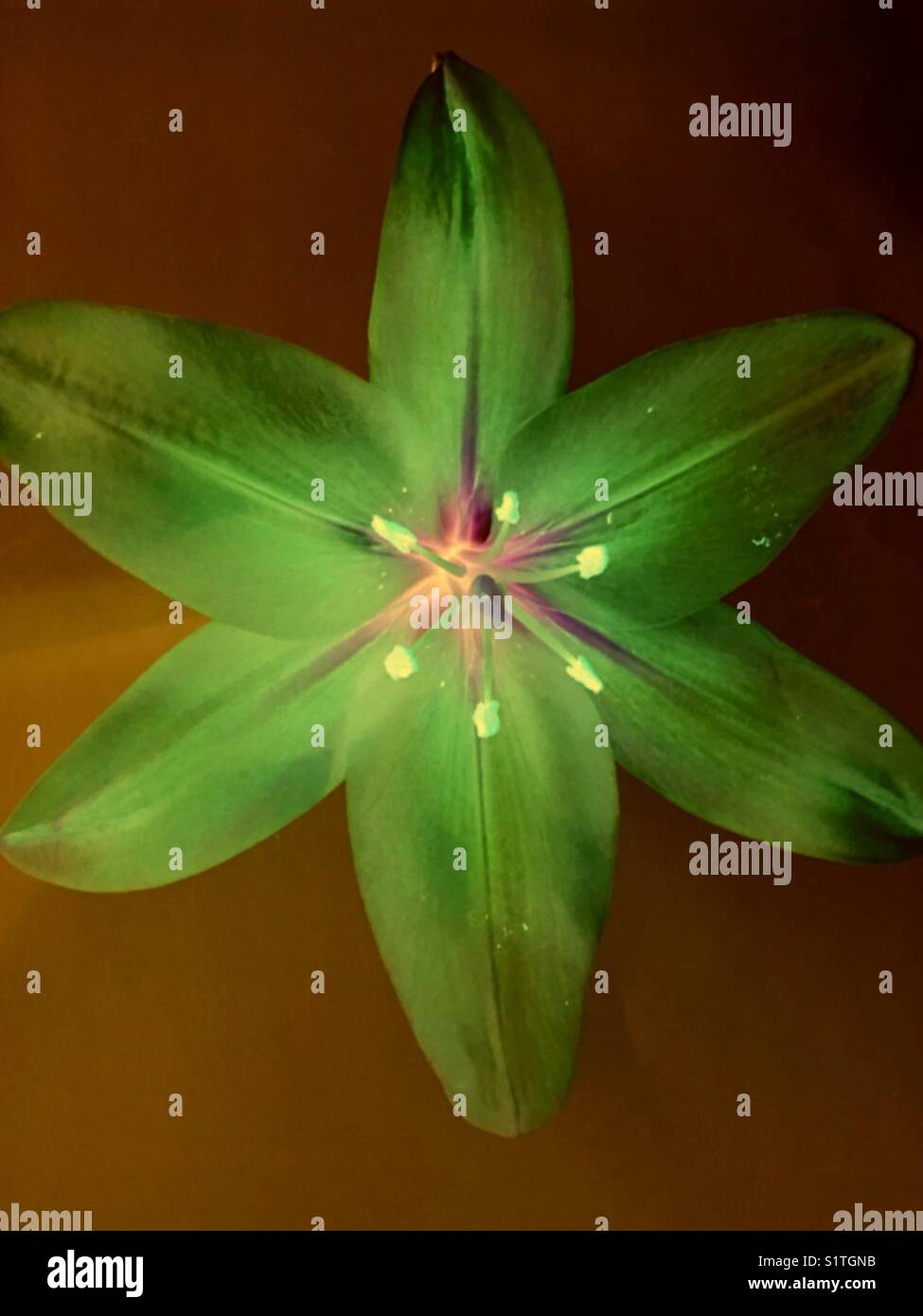 Flowers - Smartphone Captured Stock Image