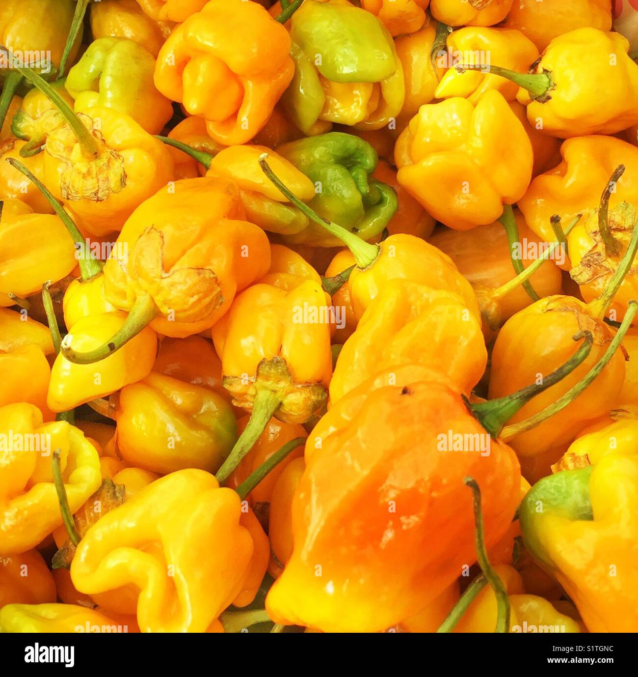 Scotch Bonnet Peppers sporting their bonnets Stock Photo