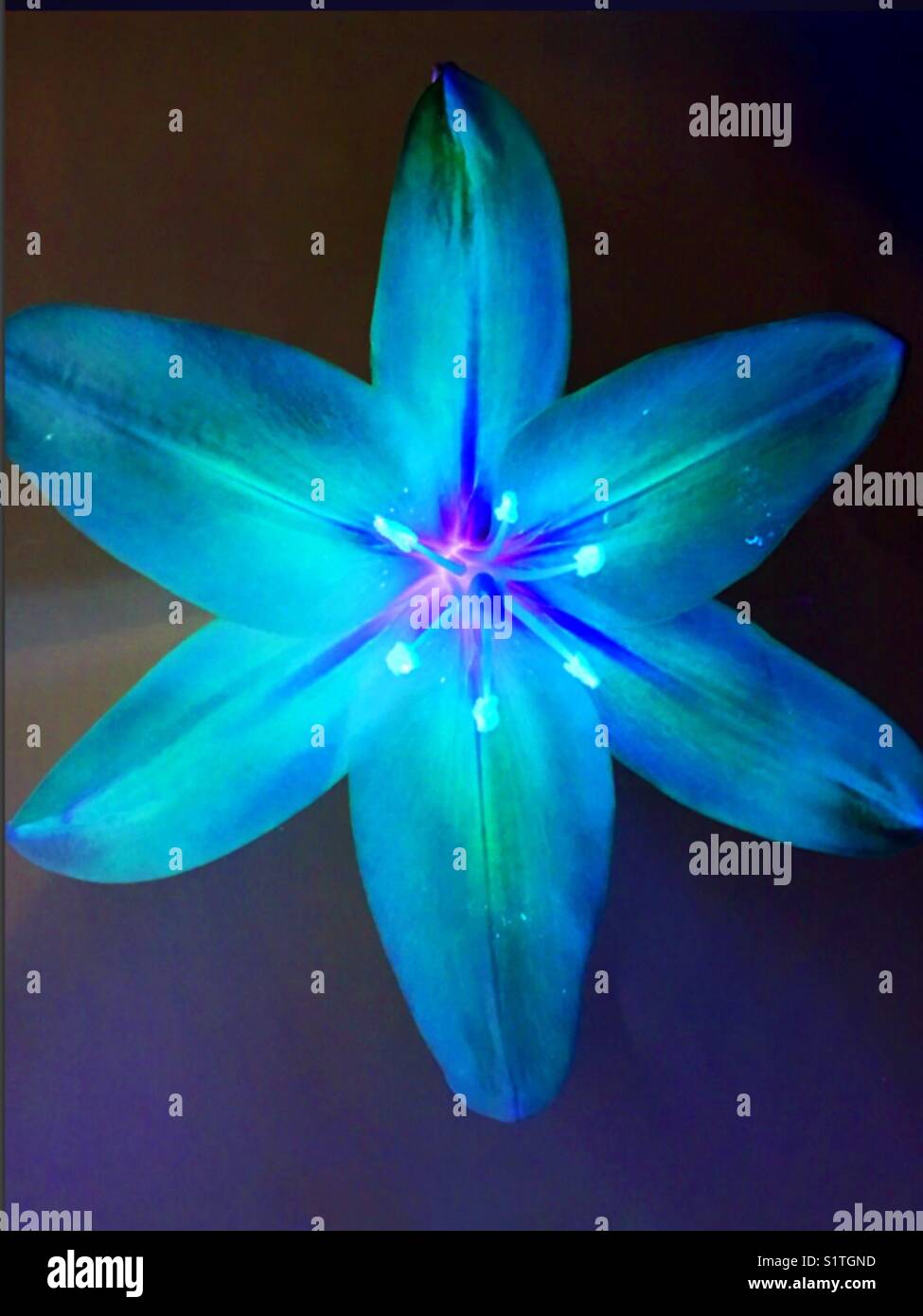 Flowers - Smartphone Captured Stock Image