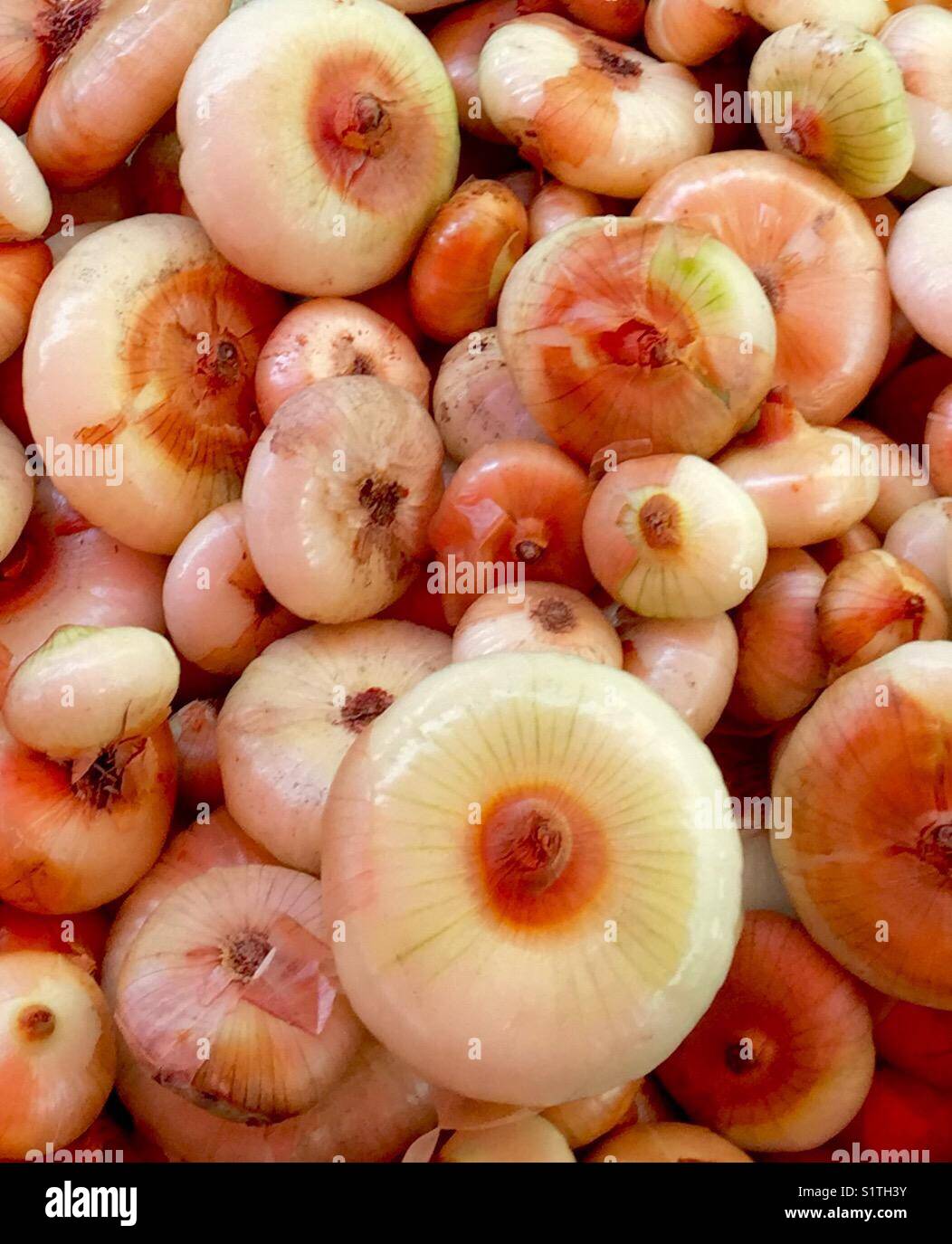 Gold Cipollini Onions at market, Italian, flat onions Stock Photo