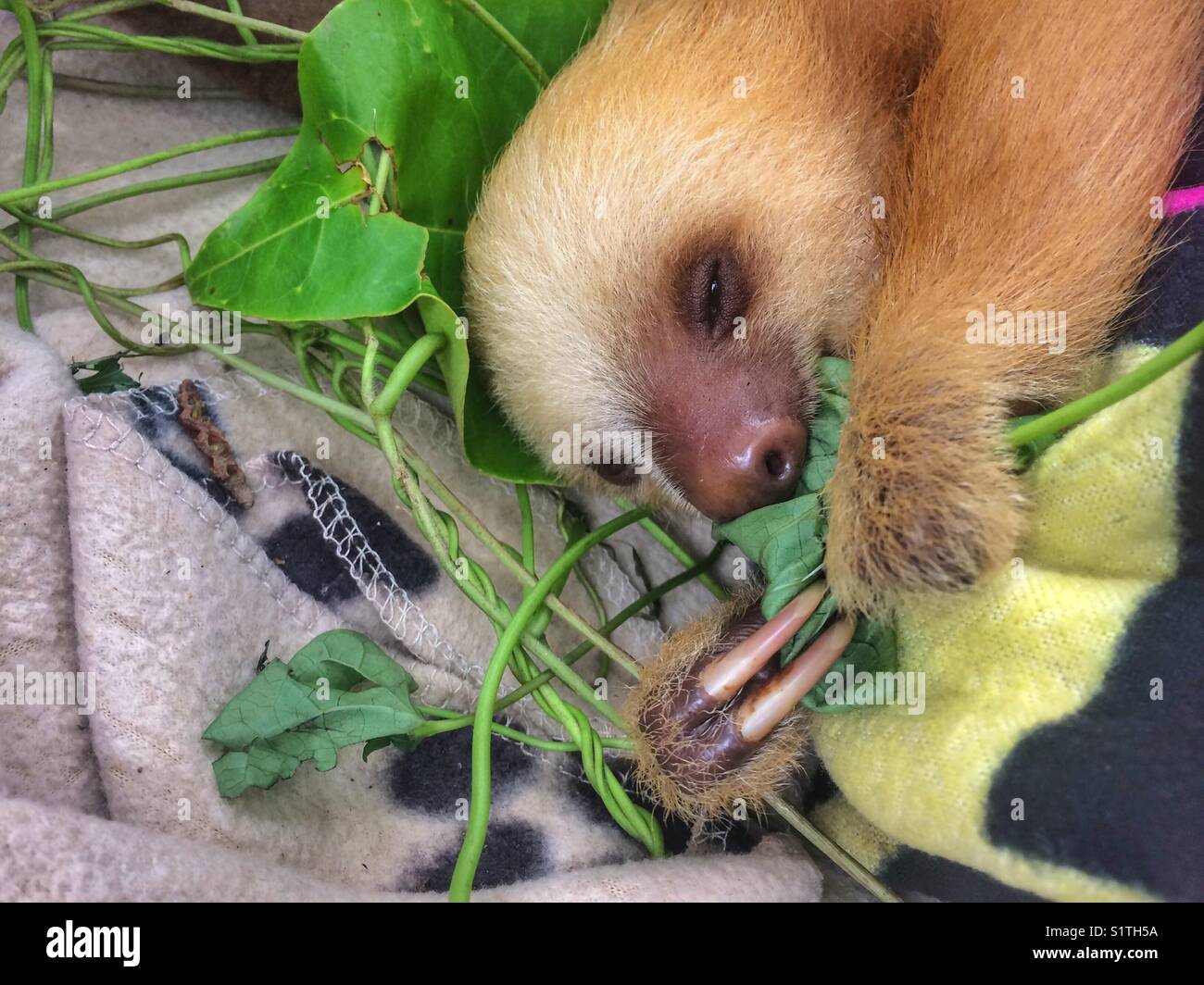 Baby sloth eating leaf Stock Photo