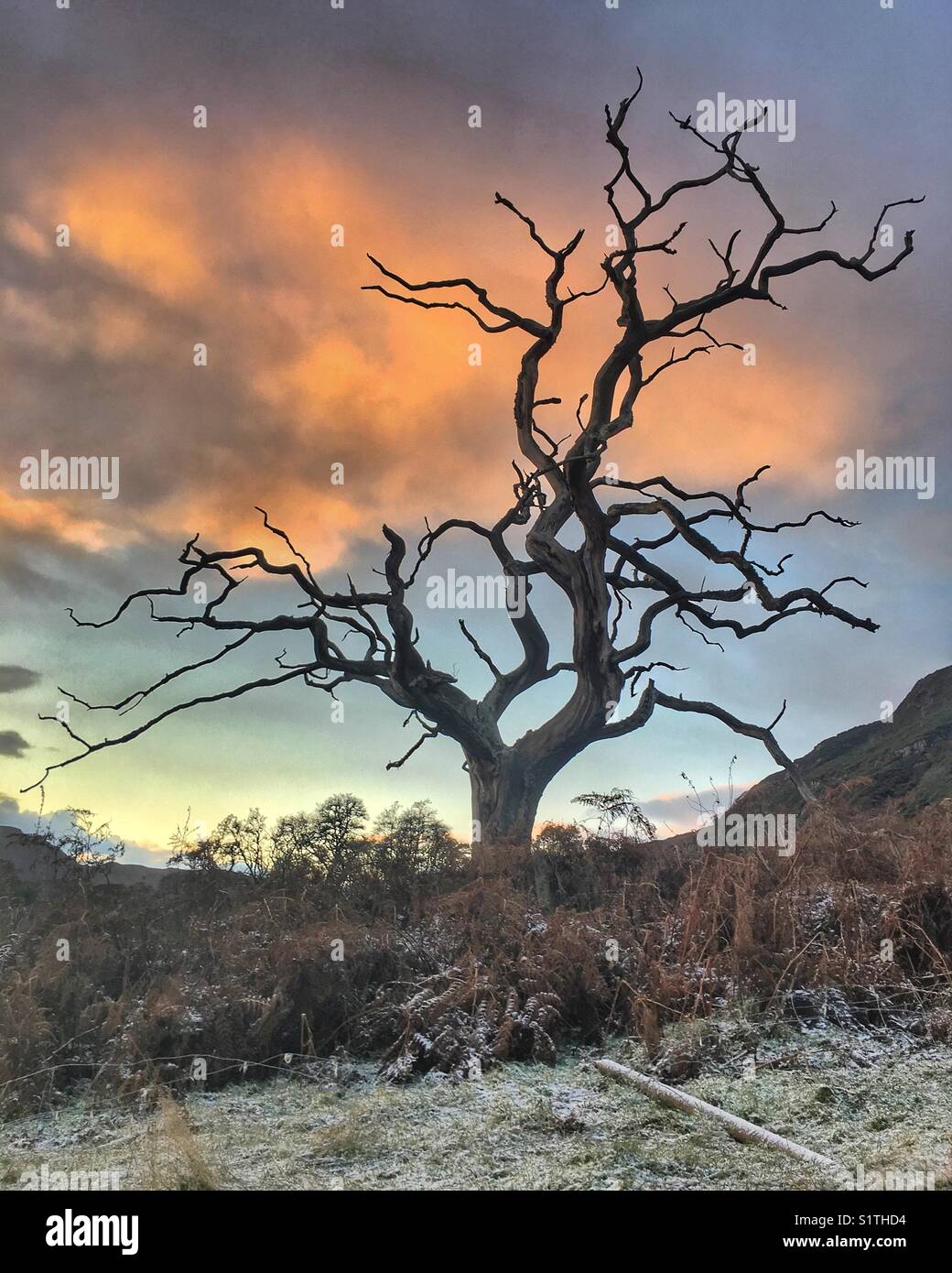 Sunset tree on a Scottish winter’s day Stock Photo