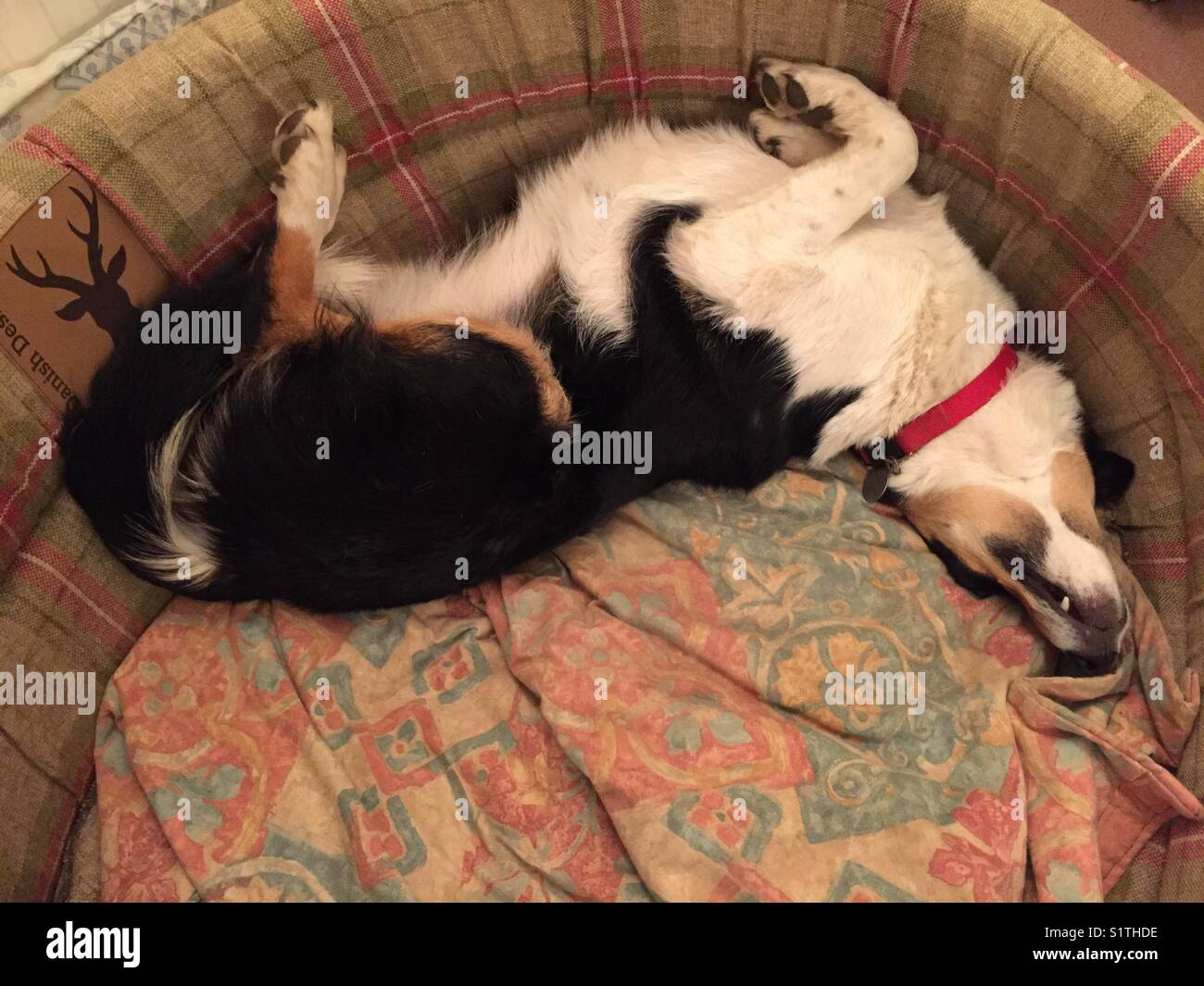 Dog sleeping on her back - Smartphone Captured Stock Image