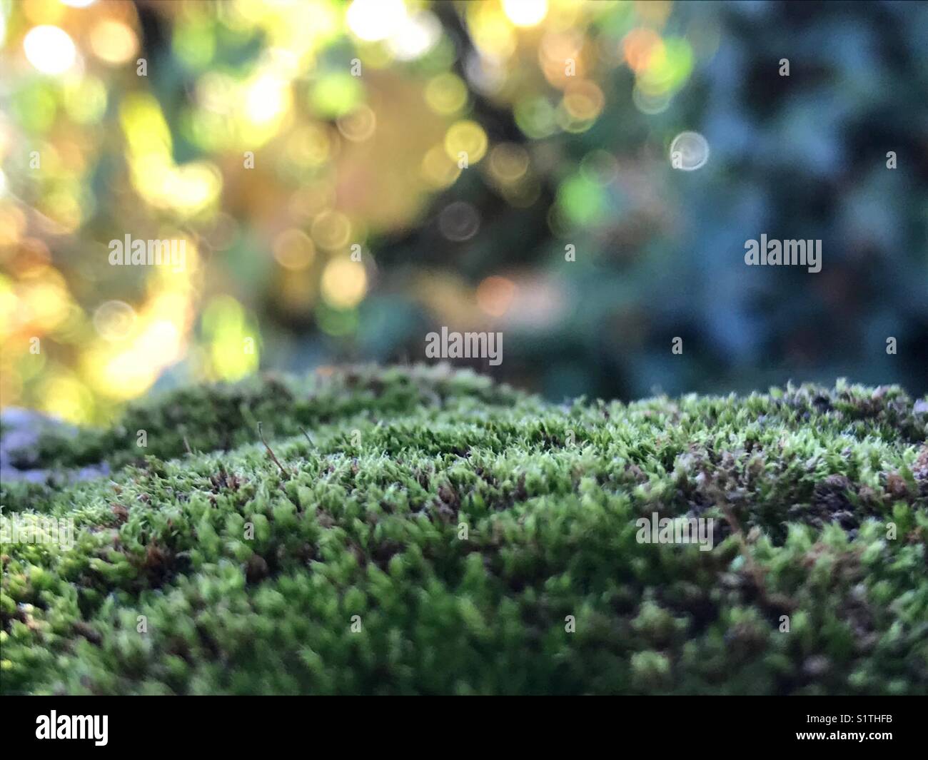 Moss foreground background with focus flares Stock Photo